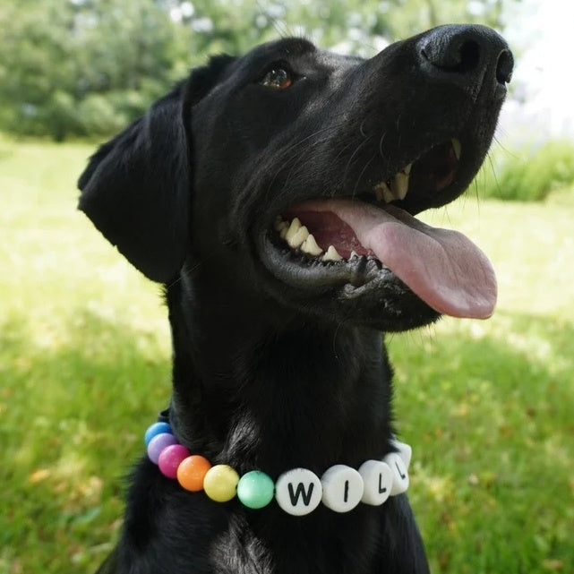 Custom Beaded Pet Collar with Matching Bracelet Personalized Dog Name Necklace